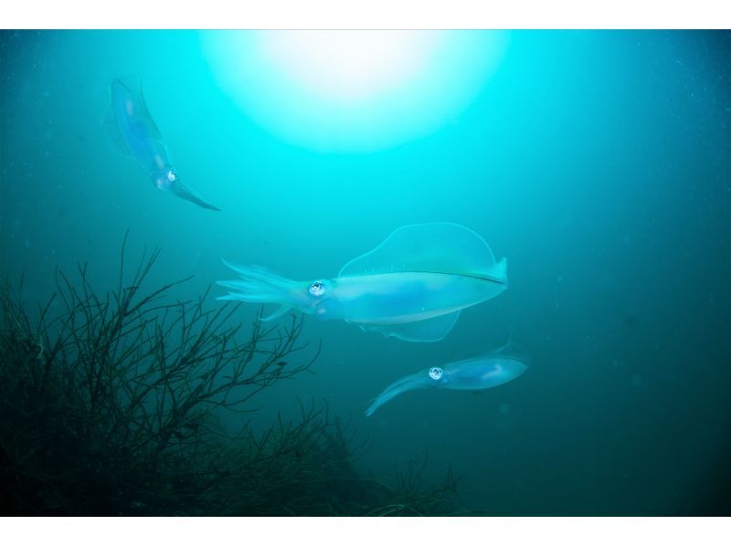 [Shizuoka Izu Marine Park] Open Water Diver Course (diving license)の紹介画像