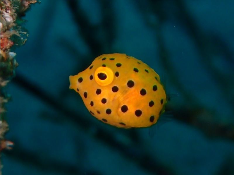 [Shizuoka Izu Marine Park] Open Water Diver Course (diving license)の紹介画像