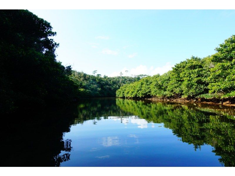【沖縄・名護】＜1組限定貸切＞秘密の川でマングローブカヤックツアー｜神秘の亜熱帯ジャングルで癒し体験♪