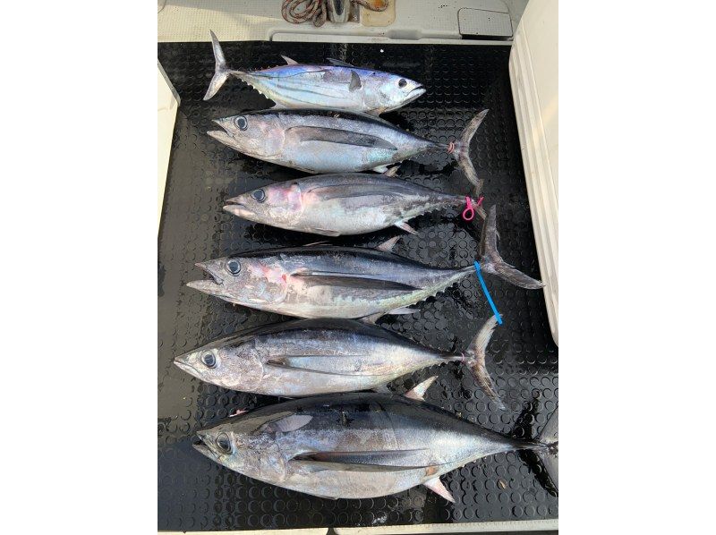 [Shizuoka, Lake Hamana, Enshu Nada offshore] Enshu Nada skipjack tuna jigging 8-hour trip! School also available | Beginners welcomeの紹介画像