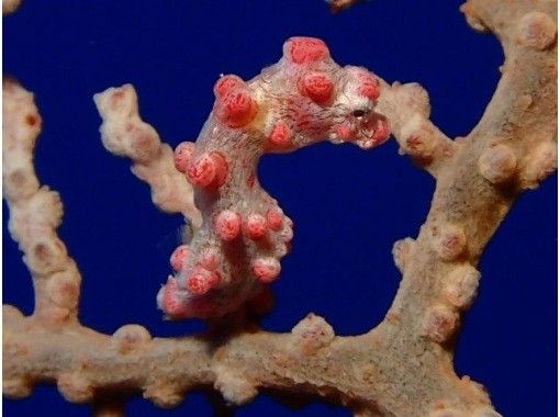 【沖縄・那覇】ボートでGO!万座ファンダイビング(2ダイブ)!絶景ポイントが見たいならここ♪<要ライセンス> 【沖縄・那覇】ボートでGO!万座ファンダイビング(2ダイブ)!絶景ポイントが見たいならここ♪<要ライセンス>