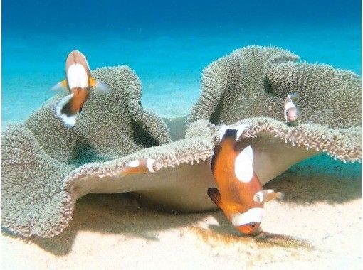 【沖縄・那覇】ボートでGO!万座ファンダイビング(2ダイブ)!絶景ポイントが見たいならここ♪<要ライセンス> 【沖縄・那覇】ボートでGO!万座ファンダイビング(2ダイブ)!絶景ポイントが見たいならここ♪<要ライセンス>