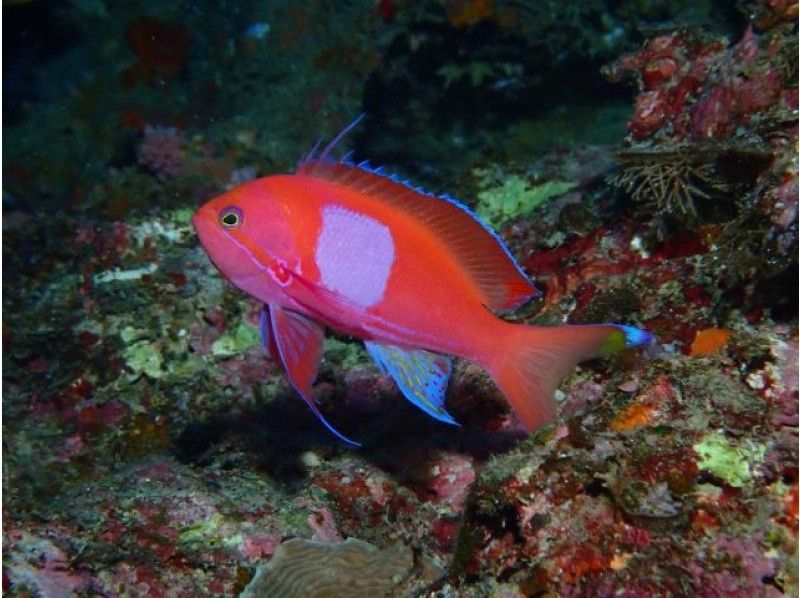 「沖繩潛水服務 splus」Manza Dream Home Diving 星石金時