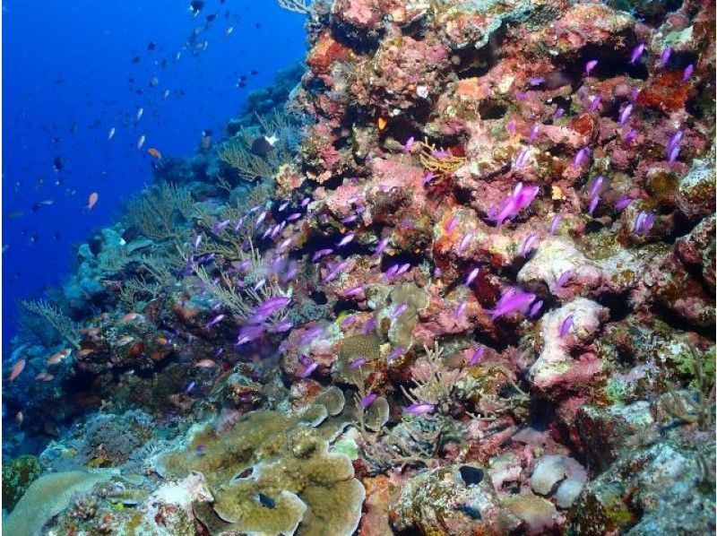 沖繩潛水服務splus,沖繩離島渡名喜島潛水體驗