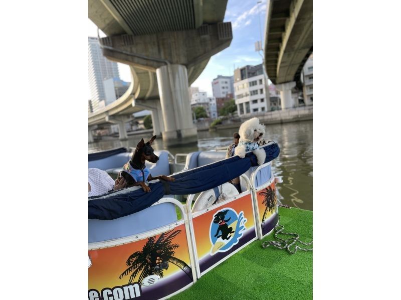 【大阪・大人気!!定番】中之島イルミネーションクルーズ【20分】の紹介画像