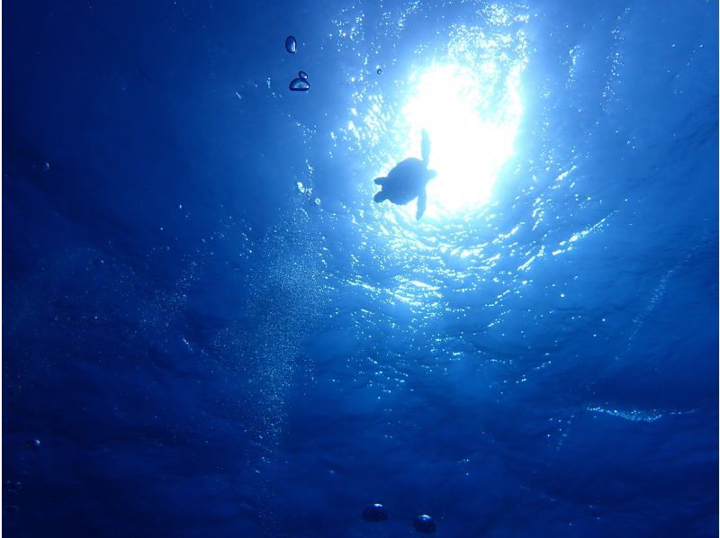 【石垣岛/川平湾】1次试潜+1次浮潜课程（含接送和午餐） 与蝠鲼和海龟一起畅游的正宗潜水体验！の紹介画像