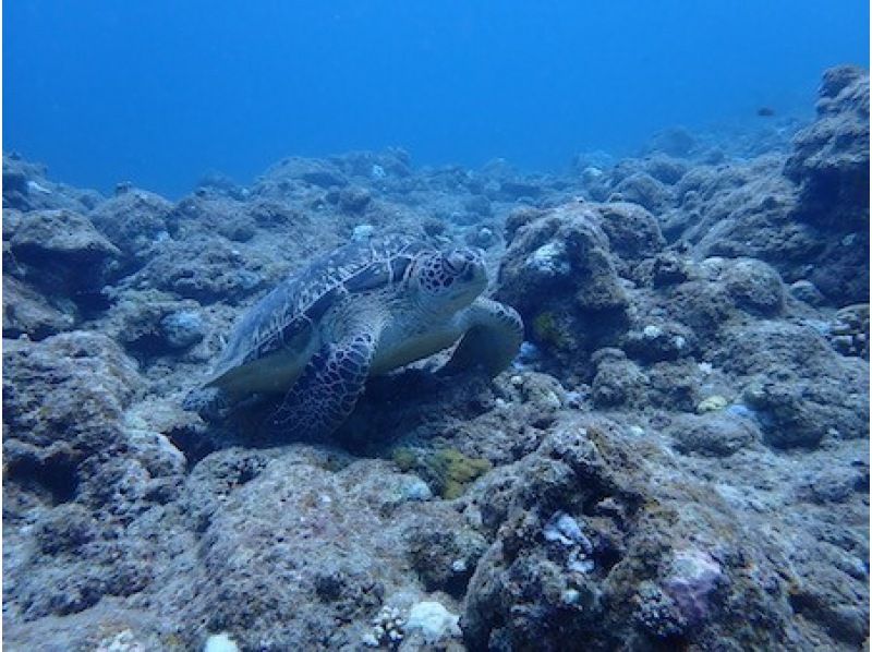 [石垣岛 / 川平湾] 包括接送 1 天粉丝潜水课程（需要许可证） 享受海龟、蝠鲼和动态地形！の紹介画像