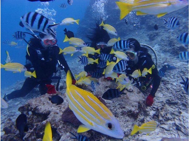 【 冲绳 Yomitani Onna Hiroda】享受冲绳的自然乐趣深潜 （1潜水）有限许可证持有人の紹介画像