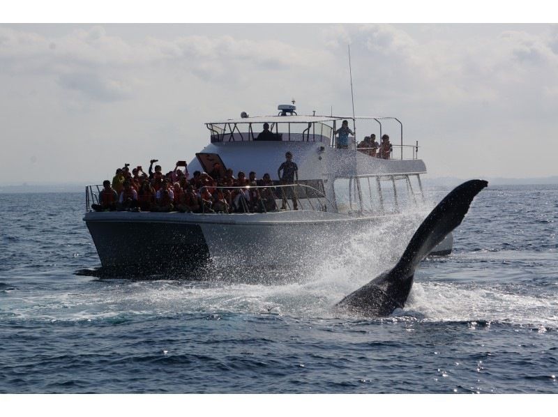 [Departing from Naha] Comfortable cruise with 3-piece set! Whale watching♪ Guaranteed 1 seat per person☆Naha city pick-up service available☆Photo gift included☆の紹介画像