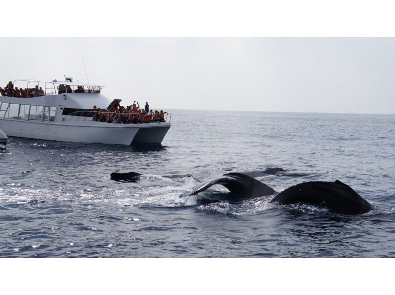 [Departing from Naha] Comfortable cruise with 3-piece set! Whale watching♪ Guaranteed 1 seat per person☆Naha city pick-up service available☆Photo gift included☆の紹介画像