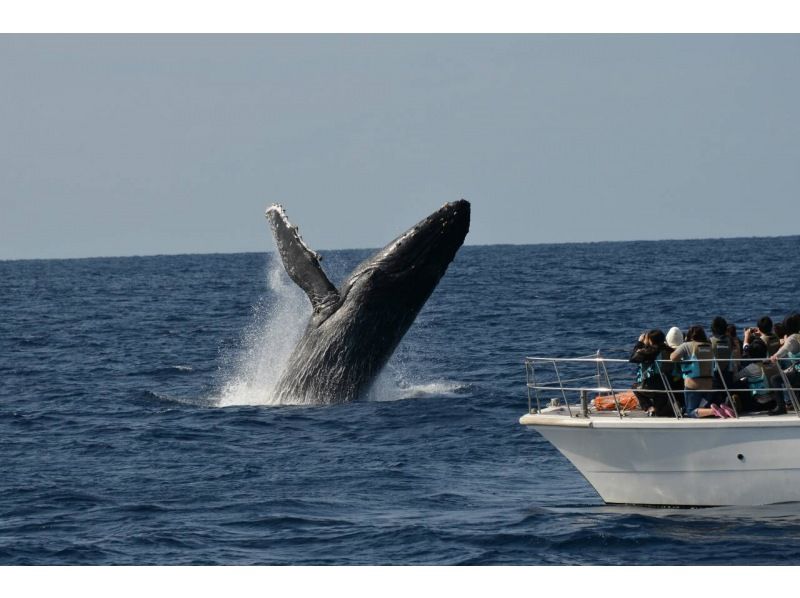 [Departing from Naha] Comfortable cruise with 3-piece set! Whale watching♪ Guaranteed 1 seat per person☆Naha city pick-up service available☆Photo gift included☆の紹介画像