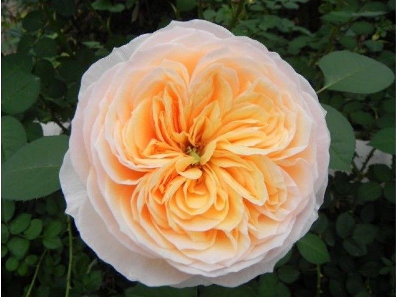 【滋賀・竜王】初心者の方向け！イングリッシュローズを使用した「フラワーアレンジメント体験」｜プレゼントにもおすすめ◎｜の紹介画像