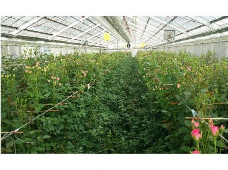 【滋賀・竜王】初心者の方向け！イングリッシュローズを使用した「フラワーアレンジメント体験」｜プレゼントにもおすすめ◎｜の紹介画像