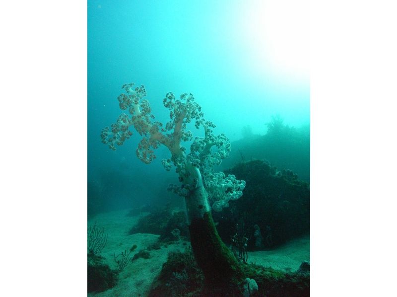 [โยโกฮามา] ดำน้ำ SSI (Scuba Diver) ใบอนุญาต [หลักสูตรเบื้องต้น]の紹介画像