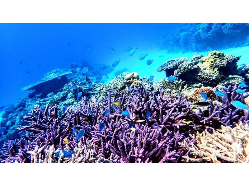 【沖縄・座間】珊瑚ツアー、広大に広がる色とりどりの珊瑚礁の楽園へご招待!の紹介画像