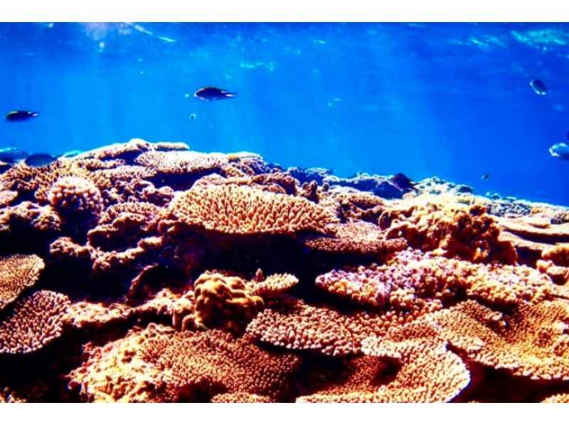 【沖縄・座間】珊瑚ツアー、広大に広がる色とりどりの珊瑚礁の楽園へご招待!の紹介画像
