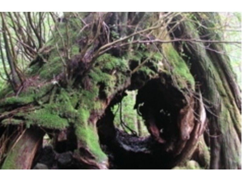 [鹿児島-屋久島]繩紋雪松日返回原始森林徒步旅行（一天課程）の紹介画像