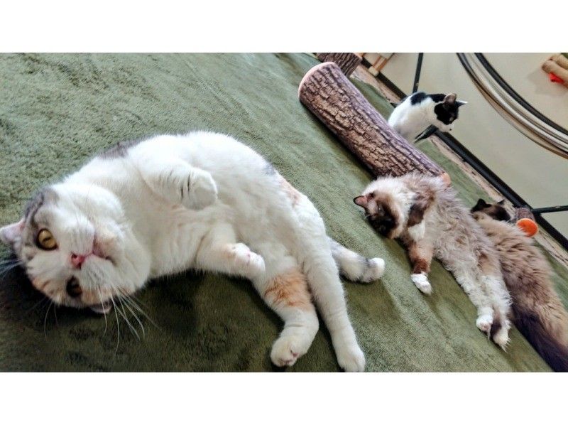 【埼玉・秩父】可愛い猫たちに癒される猫カフェ♪（30分コース）の紹介画像