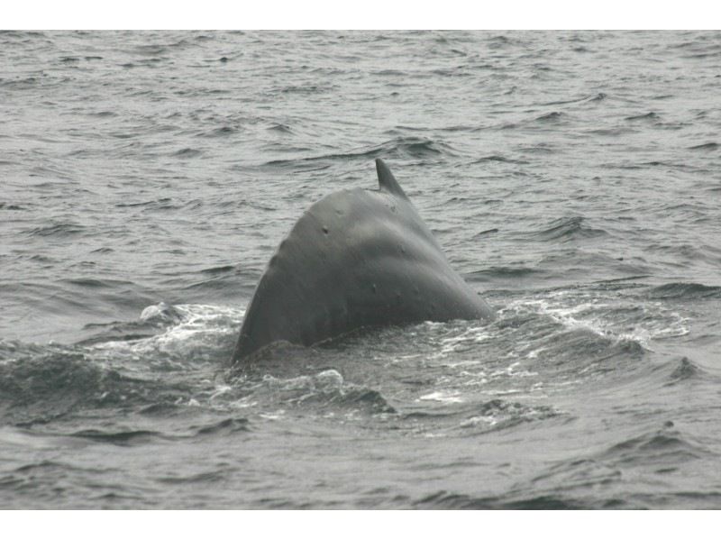 [Kagoshima/Amami Oshima] Meet humpback whales in the sea of Amami Oshima! "Whale Watching" (afternoon course)の紹介画像