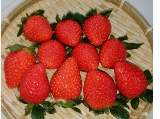 千葉 千葉市 いちご狩り食べ放題 30分 いちご大福作り体験 1月 5月下旬でお楽しみいただけます アクティビティジャパン