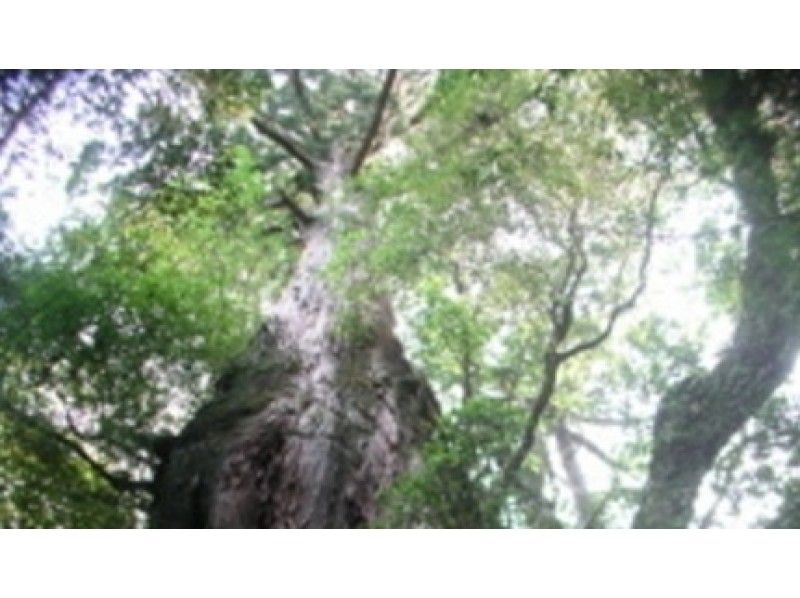 [คาโกชิมา-ยูกุชิมะ] Shiratani Unsuikyo Primary Forest Trekking Tour (หลักสูตร 1 วัน)の紹介画像