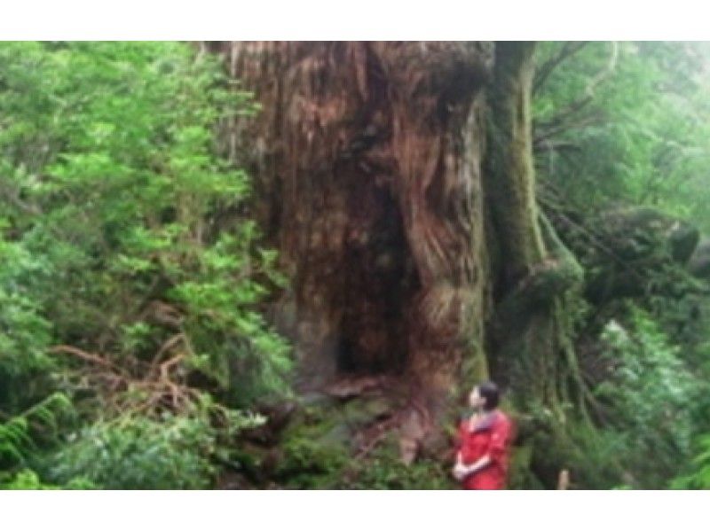 [鹿儿岛-屋久岛【Yakusugi Land原始森林徒步旅行（一天课程）の紹介画像