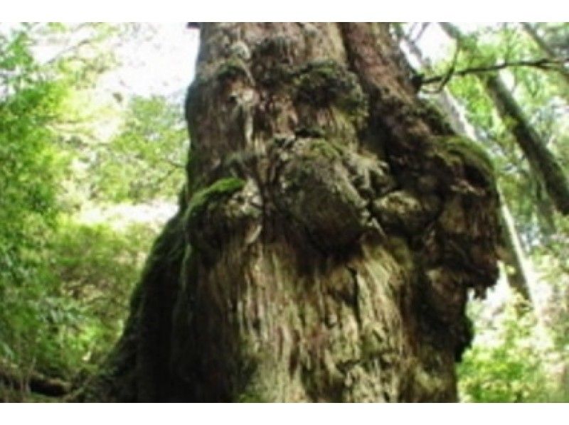 [鹿儿岛-屋久岛【Yakusugi Land原始森林徒步旅行（一天课程）の紹介画像