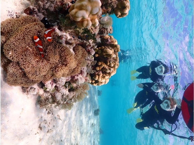 [โอกินาว่า/มิยาโกจิม่า] เต่าทะเลดำน้ำดูปะการัง- ร้านค้าพิเศษเข้าชายหาด 1 ระบบเช่าเหมาลำกลุ่ม! แนะนำสำหรับผู้หญิง ครอบครัว และคู่รัก!の紹介画像