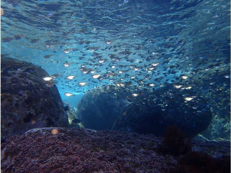 真鶴、岩ファダイビング２ビーチの紹介画像