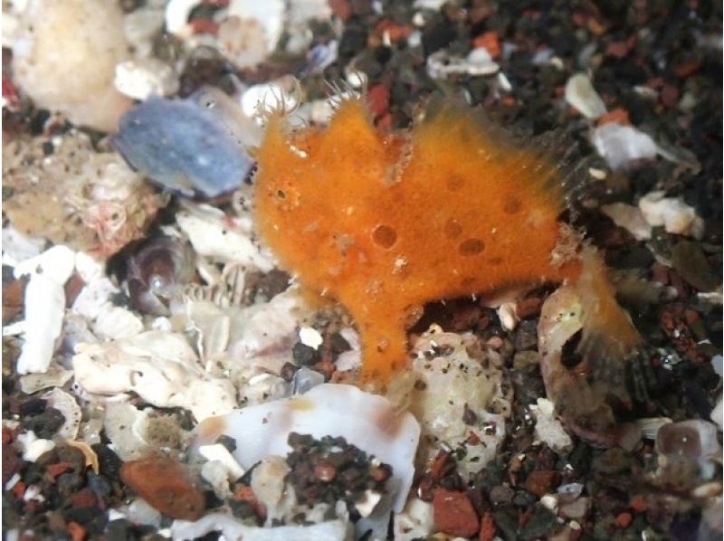 真鶴、岩ファダイビング２ビーチの紹介画像