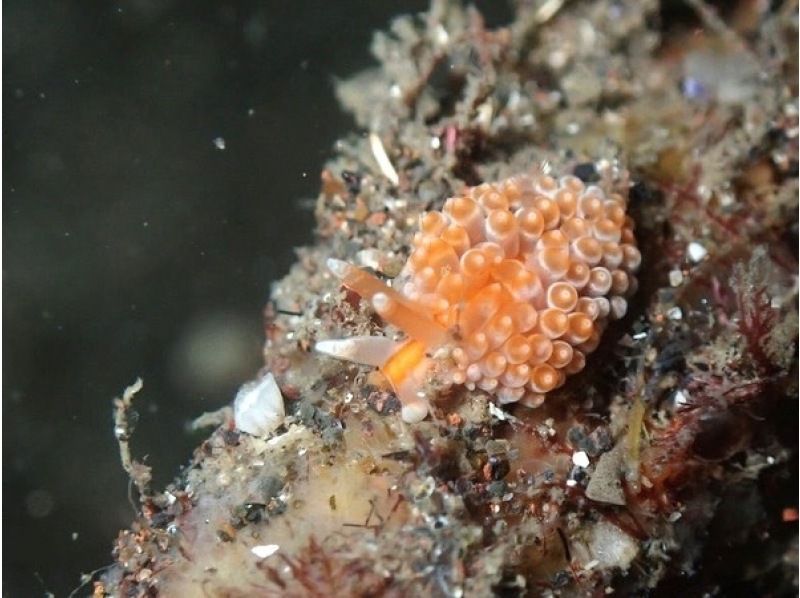 真鶴、岩ファダイビング２ビーチの紹介画像