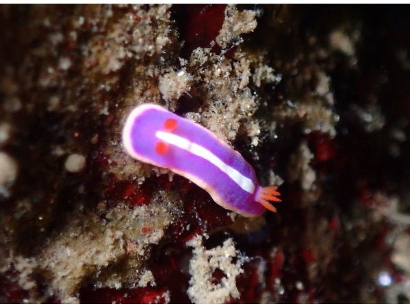 真鶴、岩ファダイビング２ビーチの紹介画像