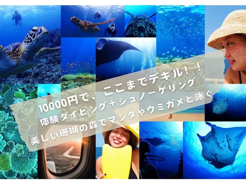 【石垣島/半日】ボートクルーズ、マンタとウミガメ体験ダイビング＆シュノーケル、器材・飲み物・タオル付きの紹介画像