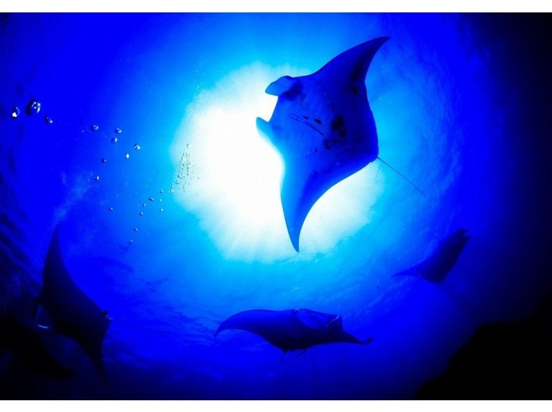 Okinawa Ishigaki Island One of the world's best manta spots Manta migration