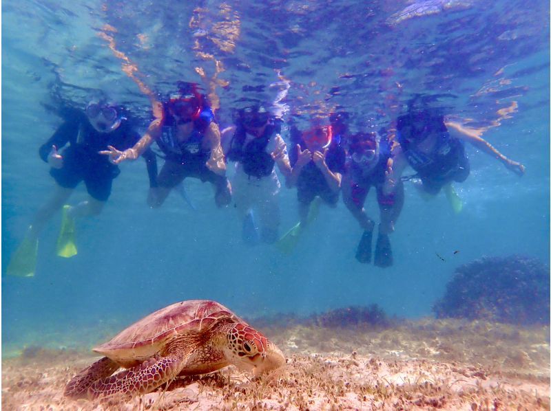 【奄美大島・送迎無料】【大人気！ウミガメ・熱帯魚の贅沢シュノーケリング】〈遭遇率100％継続中！〉１グループ限定貸切！の紹介画像