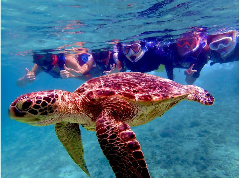 【奄美大島・送迎無料】【大人気！ウミガメ・熱帯魚の贅沢シュノーケリング】〈遭遇率100％継続中！〉１グループ限定貸切！の紹介画像