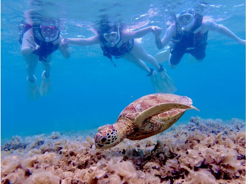 【奄美大島・送迎無料】【大人気！ウミガメ・熱帯魚の贅沢シュノーケリング】〈遭遇率100％継続中！〉１グループ限定貸切！の紹介画像