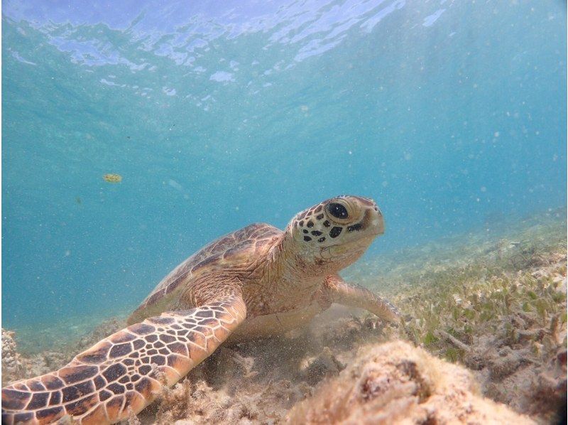 【奄美大島・送迎無料】【大人気！ウミガメ・熱帯魚の贅沢シュノーケリング】〈遭遇率100％継続中！〉１グループ限定貸切！の紹介画像