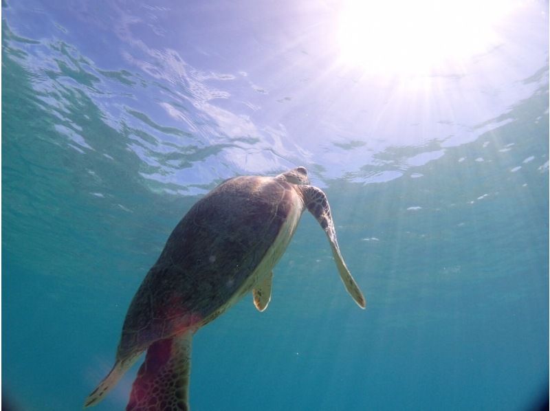 【奄美大島・送迎無料】【大人気！ウミガメ・熱帯魚の贅沢シュノーケリング】〈遭遇率100％継続中！〉１グループ限定貸切！の紹介画像
