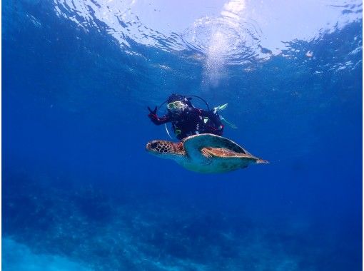 屋久島の海でウミガメと一緒に泳ぐ♪【プレミアム体験1ダイブロング