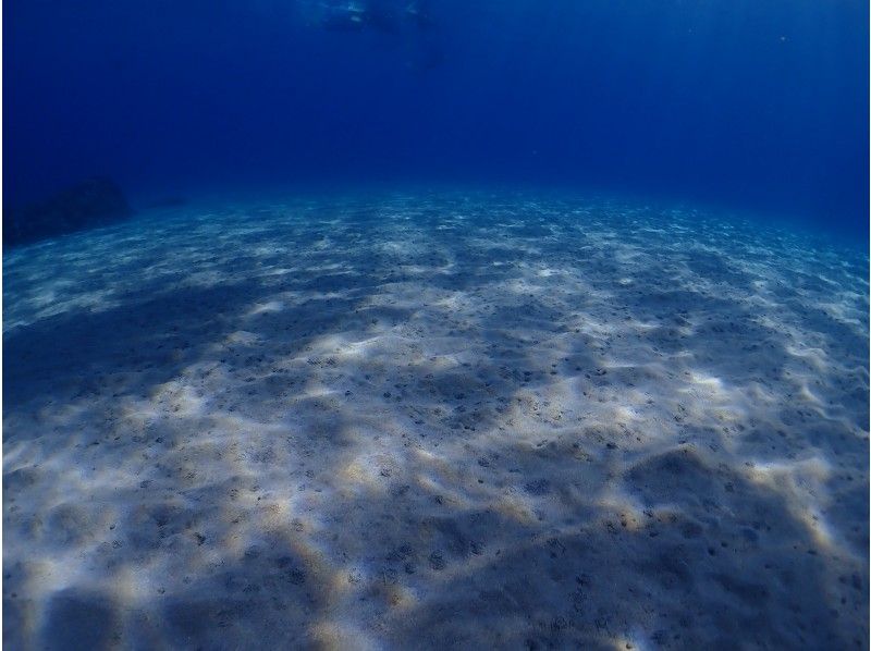 [屋久島經驗深潛] 1個潛水課程[上午/下午]の紹介画像