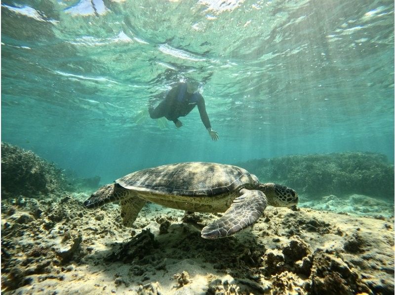 【鹿児島・奄美大島】ウミガメシュノーケルツアー（写真・動画プレゼント付き！1組限定）