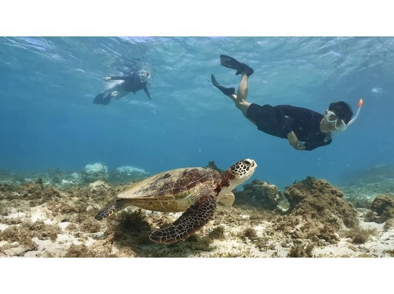 【鹿児島・奄美大島】ウミガメシュノーケルツアー（写真・動画プレゼント付き！1組限定）