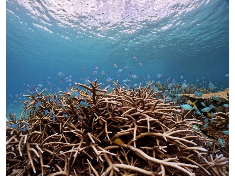 【鹿児島・奄美大島】ウミガメシュノーケルツアー（写真・動画プレゼント付き！1組限定）