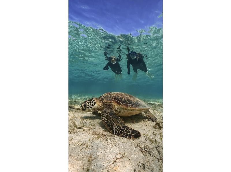 [Kagoshima/Amami Oshima] Very popular! Sea turtle snorkel tour (with photo and video gifts! Limited to 1 group)の紹介画像