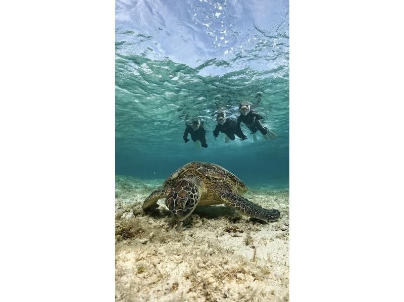 [Kagoshima/Amami Oshima] Very popular! Sea turtle snorkel tour (with photo and video gifts! Limited to 1 group)の紹介画像