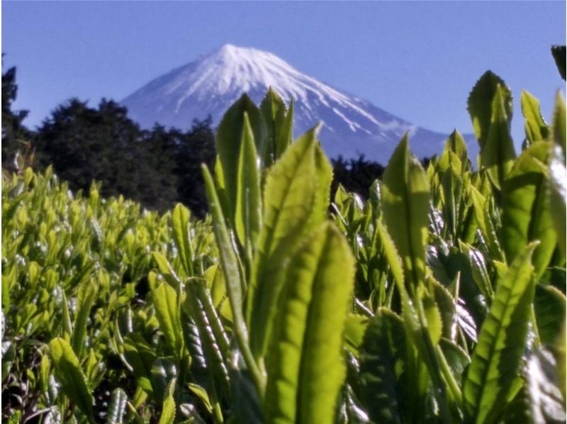 【静岡・富士】お茶摘み体験・茶畑散歩・茶工場見学そして小さなお茶会もあります！の紹介画像