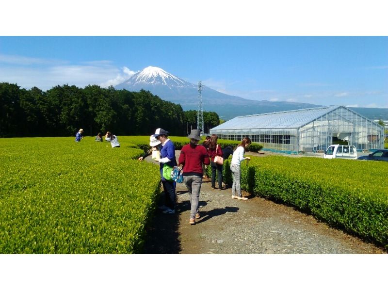 【静岡・富士】お茶摘み体験・茶畑散歩・茶工場見学そして小さなお茶会もあります！の紹介画像