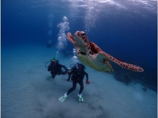 【屋久島・体験ダイビング】【練習無制限】【2ダイブ】ウミガメ遭遇率&満足度No.1【貸切可能】ワンランク上の体験ダイビング《屋久島/夢心地》 【屋久島・体験ダイビング】【練習無制限】【2ダイブ】ウミガメ遭遇率&満足度No.1【貸切可能】ワンランク上の体験ダイビング《屋久島/夢心地》