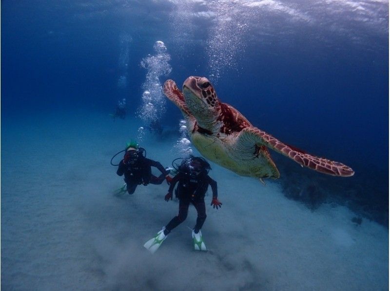 [야쿠시마체험다이빙] 2 다이빙 코스 [오전 오후]の紹介画像